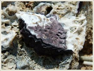 Live rock oyster attached to dead coral on the beach at Normanby Island