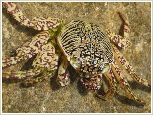 Moulted crab shell in rock pool on Normanby Island