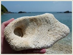 Bleached coral on the beach at Normanby Island