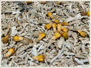 Pandanus fruits of bleached coral fragments on the shoreline at Normanby Island