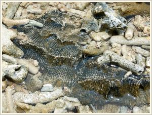 Coral embedded in "beach rock" or cay sandstone on Normanby Island.