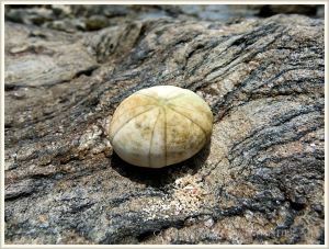 Empty sea urchin test on rock at Normanby Island