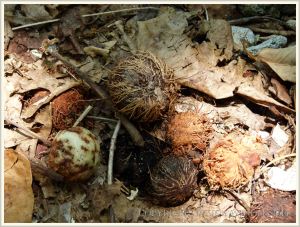 Fruits on the ground beneath trees on Normanby Island