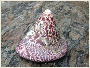 Trochus niloticus shell on the beach at Normanby Island