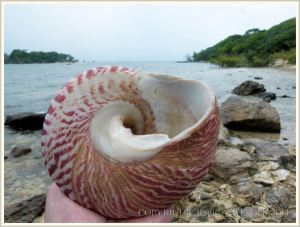 Button Shell on the beach at Normanby Island