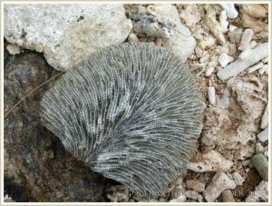 Piece of dead coral on the beach of a tropical island