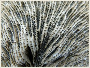 Pattern and texture in bleached coral