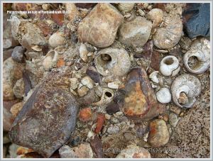 Isle of Portland raised beach deposits (Portland East Beach)