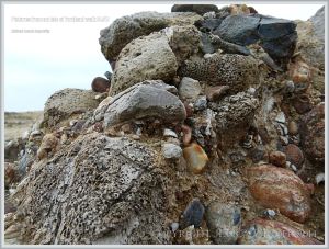 Isle of Portland raised beach deposits (Portland East Beach)