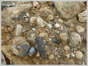 Isle of Portland raised beach deposits (Portland East Beach)