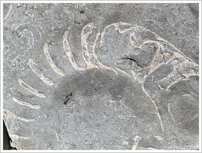 Ammonite fossil on Monmouth Beach at Lyme Regis