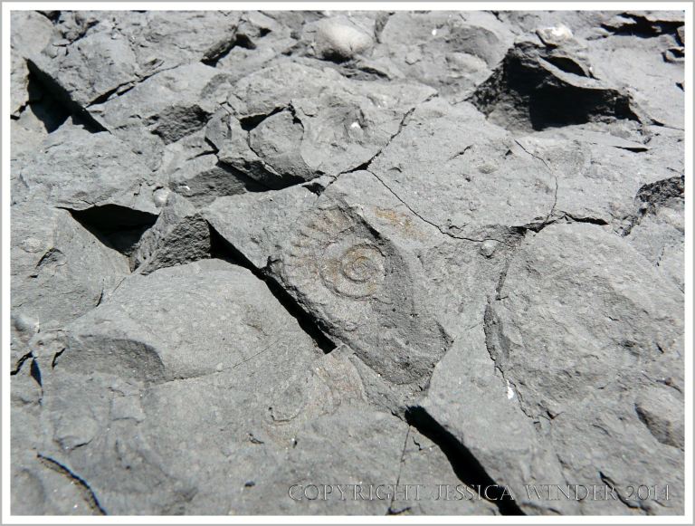 Impression of a small ammonite fossil