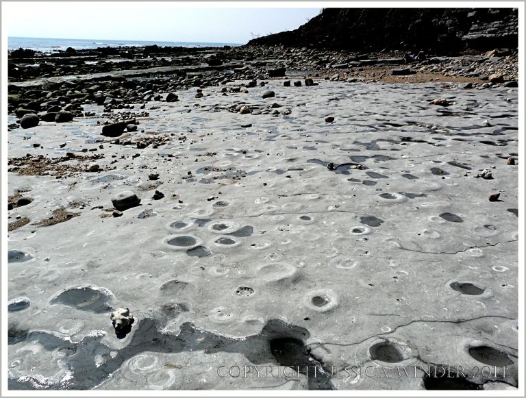 Large Jurassic ammonite fossils embedded in a rock platform on the beach