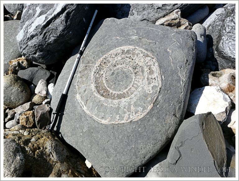 Large Jurassic ammonite fossil in a beach boulder