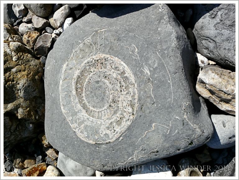 Large Jurassic ammonite fossil in a beach boulder