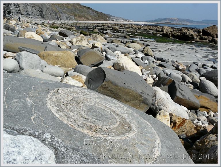 Large ammonite fossil in a boulder on Monmouth Beach