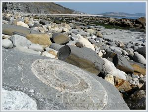 Large ammonite fossil in a boulder on Monmouth Beach