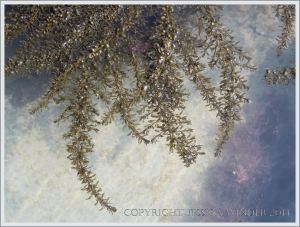 Japweed in a rock pool