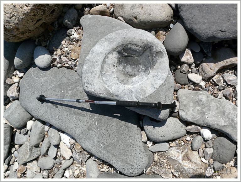 Large Jurassic ammonite fossil in a beach boulder