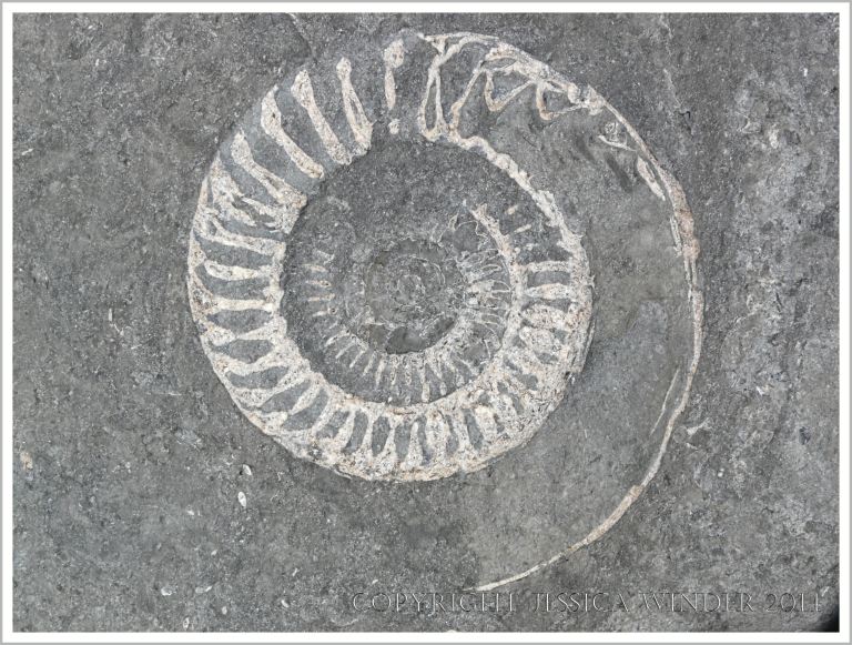Large Jurassic ammonite fossil in a beach boulder