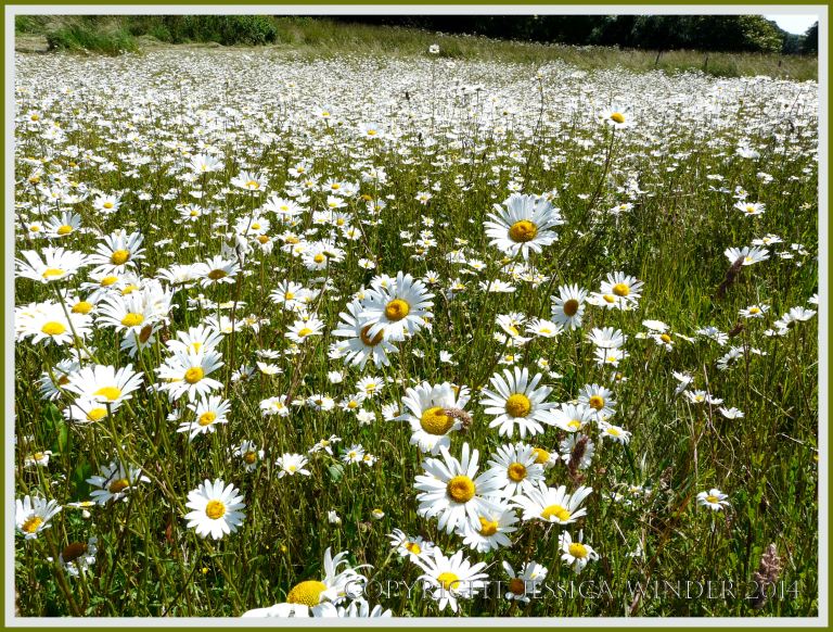 Ox-eye Daisies - a common British wild flower