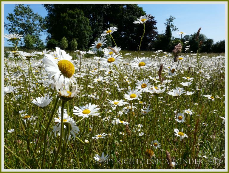 Ox-eye Daisies - a common British wild flower