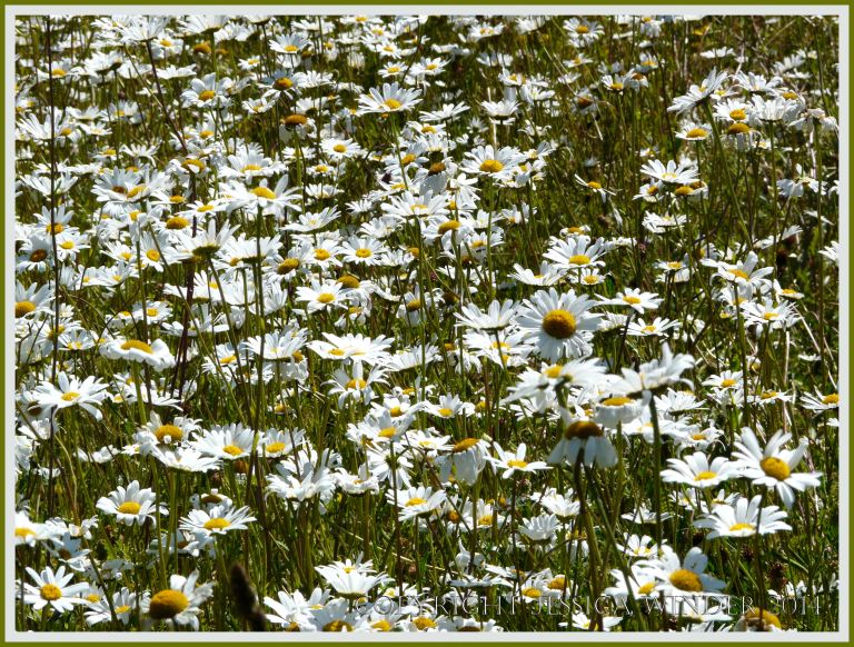 Ox-eye Daisies - a common British wild flower