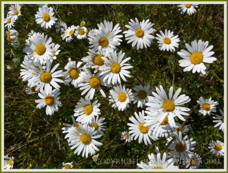 White flowers with yellow centres growing wild in a meadow