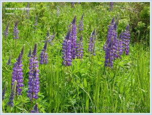 Wild lupins on Grand Manan