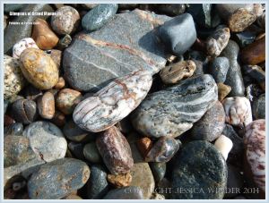 Pebbles at Pettes Cove on Grand Manan