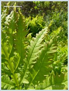 Fern leaves on Grand Manan