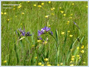 Buttercups and iris in a meadow on Grand Manan