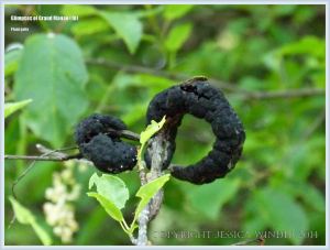 Odd plant galls on Grand Manan
