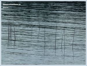 Posts from a herring fish trap at Grand Manan.
