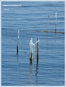 Posts from a herring fish trap at Grand Manan.