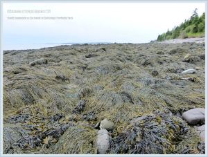 Brown fucoid seaweed covering the shore at Anchorage Provincial Park on Grand Manan