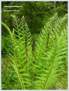 Ferns on Grand Manan