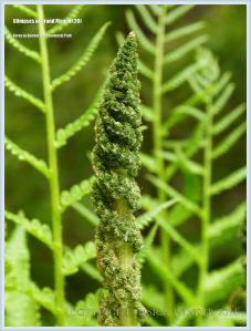 Ferns on Grand Manan