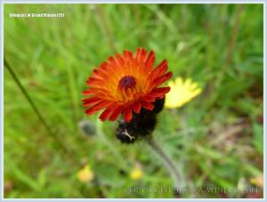 Wild flower on Grand Manan