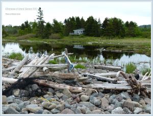 Driftwood on natural beach stone dam at Whale Cove on Grand Manan