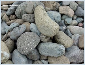 Beach stones at Whale Cove on Grand Manan