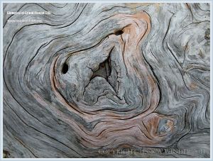 Pattern in driftwood at Whale Cove on Grand Manan