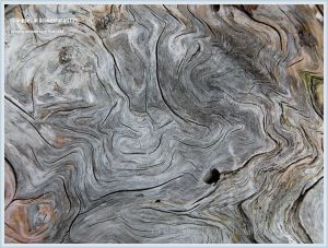 Pattern in driftwood at Whale Cove on Grand Manan