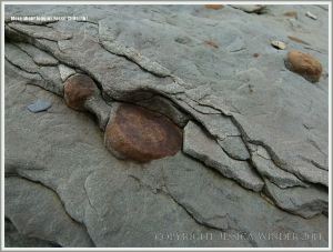 Clay galls in Joggins rocks