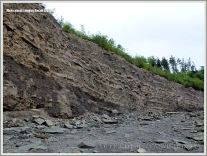 Sedimentary rock strata from the Cumberland Group at Joggins Fossil Cliffs