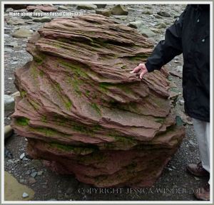 Cross-bedding in sediments at Joggins