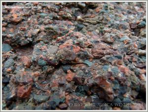 Conglomerate at Joggins