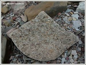 Conglomerate at Joggins