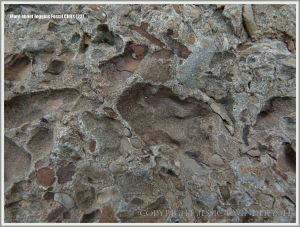 Conglomerate at Joggins