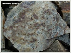 Clay galls or possibly small siderite nodules in sandstone at Joggins